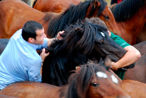 Rapa das Bestas de Sabucedo