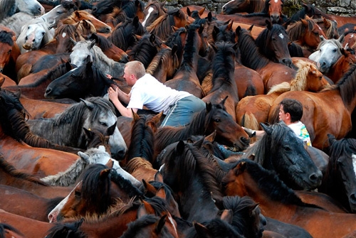 Rapa das Bestas de Sabucedo