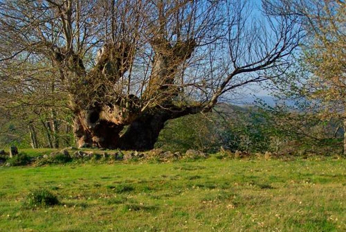 Monumento Natural Souto de Rozabales