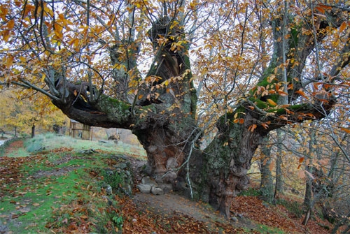 Monumento Natural Souto de Rozabales