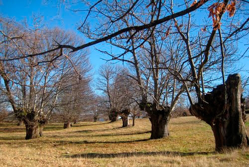 Monumento Natural Souto de Rozabales