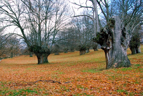 Monumento Natural Souto de Rozabales