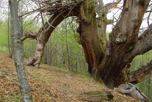 Monumento Natural Souto de Rozabales