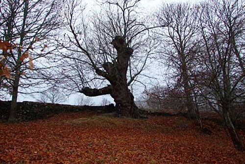Monumento Natural Souto de Rozabales