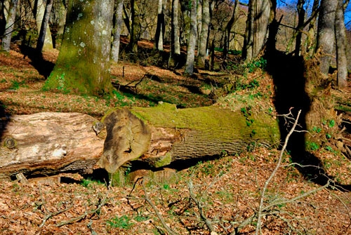 Monumento Natural Fraga de Catasos
