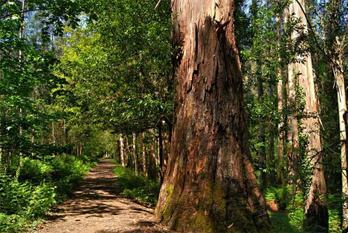 Monumento Natural Souto da Retorta