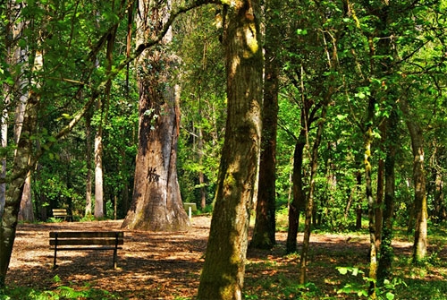 Monumento Natural Souto da Retorta